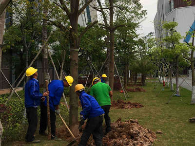 园林绿化工程苗木种植的施工方案介绍