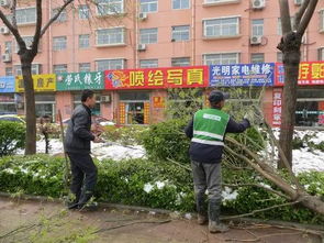 知识普及丨园林绿化施工技术汇总